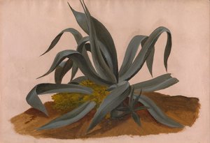 Studie van een Agave